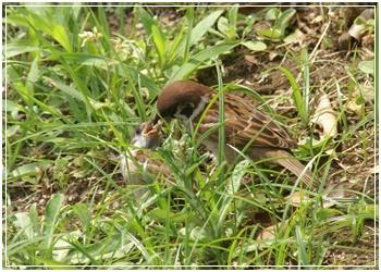 特派員麻雀7月1.jpg