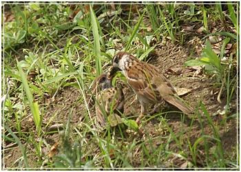 特派員麻雀7月2.jpg