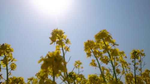 太陽和油菜花.jpg