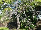 P1000756-hakubai.jpg