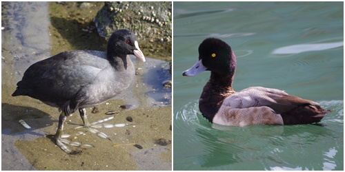 野鳥觀察會的通知2月8日(星期六)在隅田川河口遇到罕見的野鳥・2月8日觀察會的通知