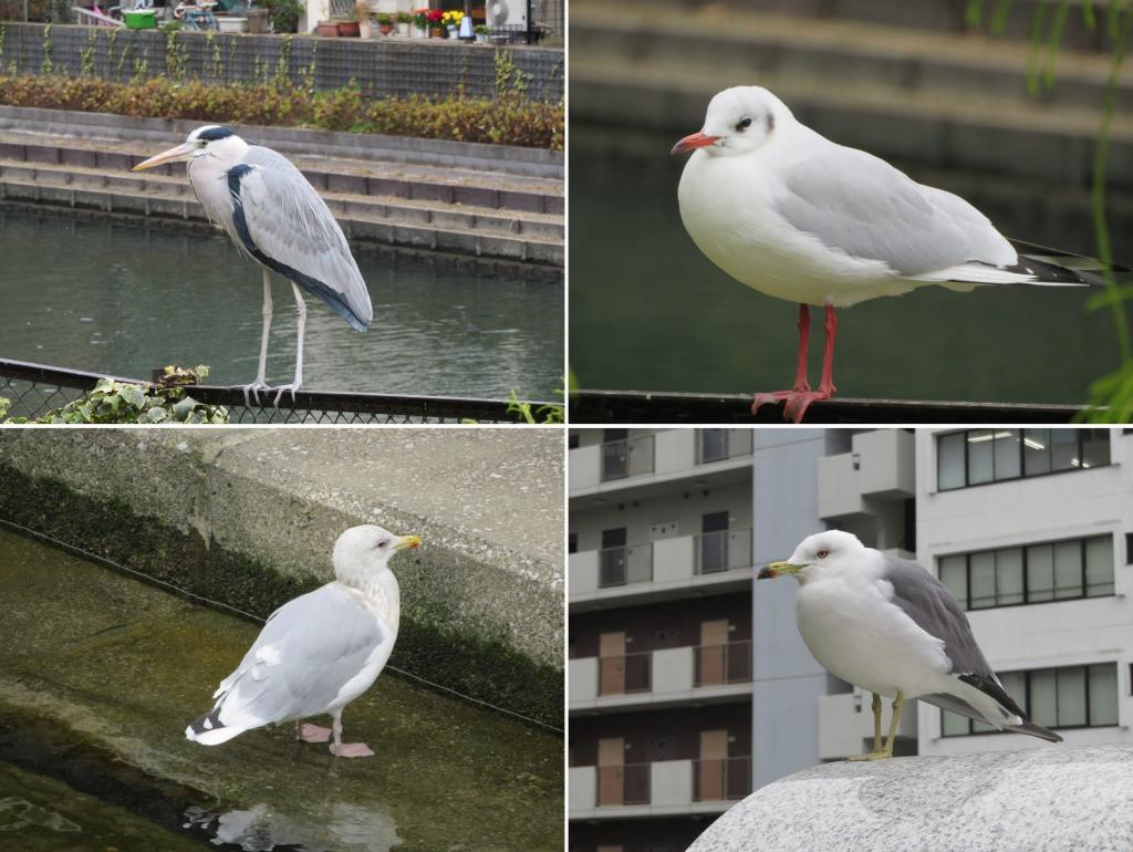 可能是每年的常客嗎? 龜島川的鳥們