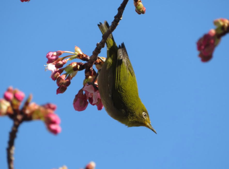 暗綠綉眼鳥龜島川的鳥們