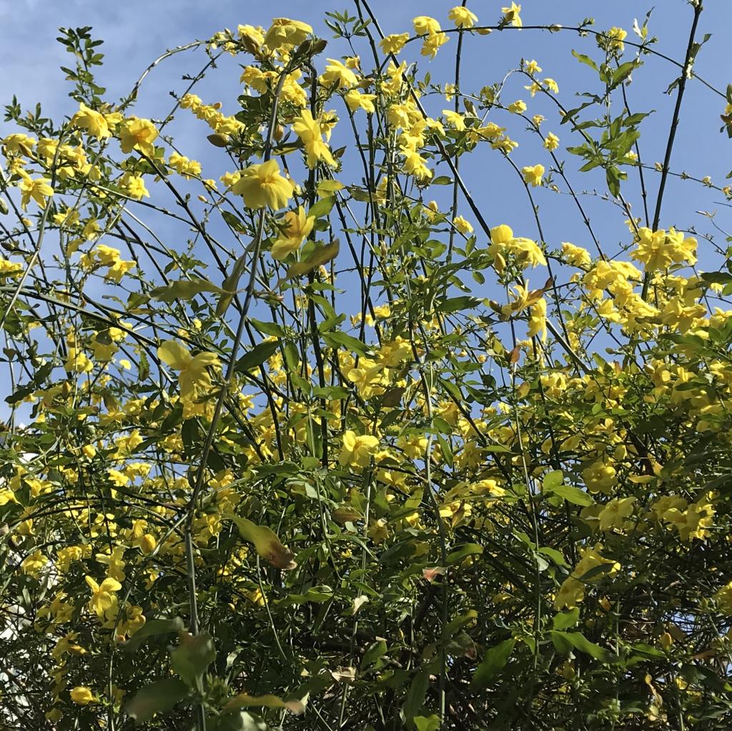  在“花之都中央區”被花治愈走著。