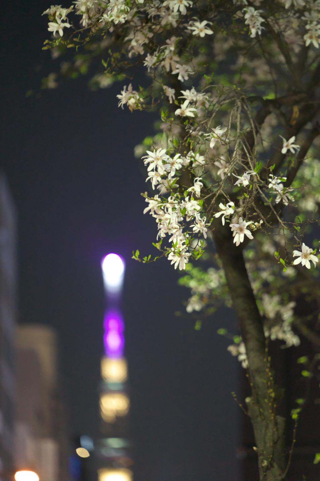 天空樹和日本辛夷小傳馬町的日本辛夷…