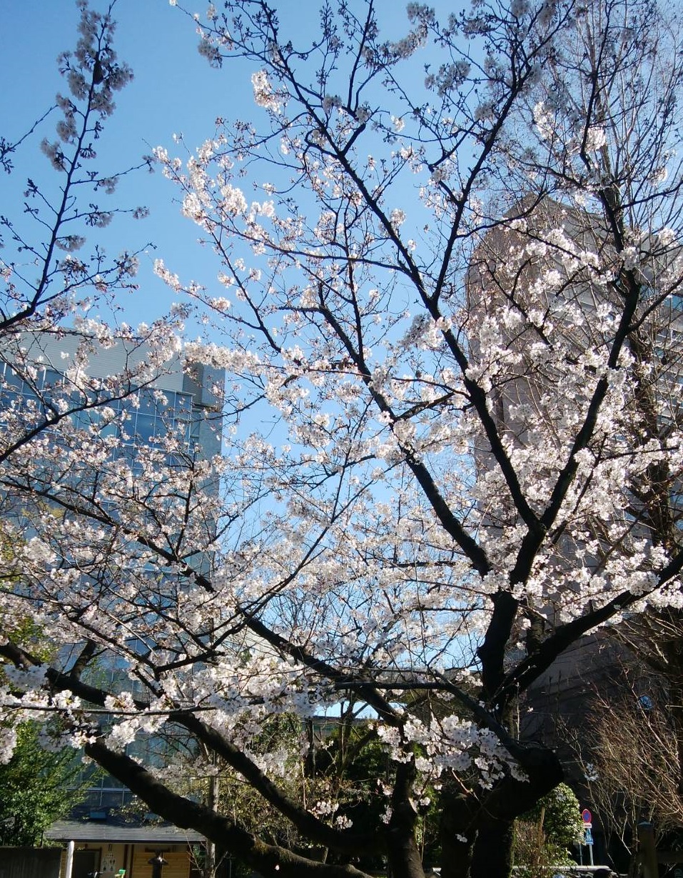 ＠讓我們度過蠣殼町公園臨時休學吧!～那4浜町・人形町附近的櫻花～