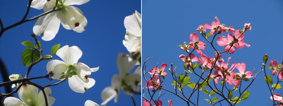 大花四照花的花大花四照花盛開。