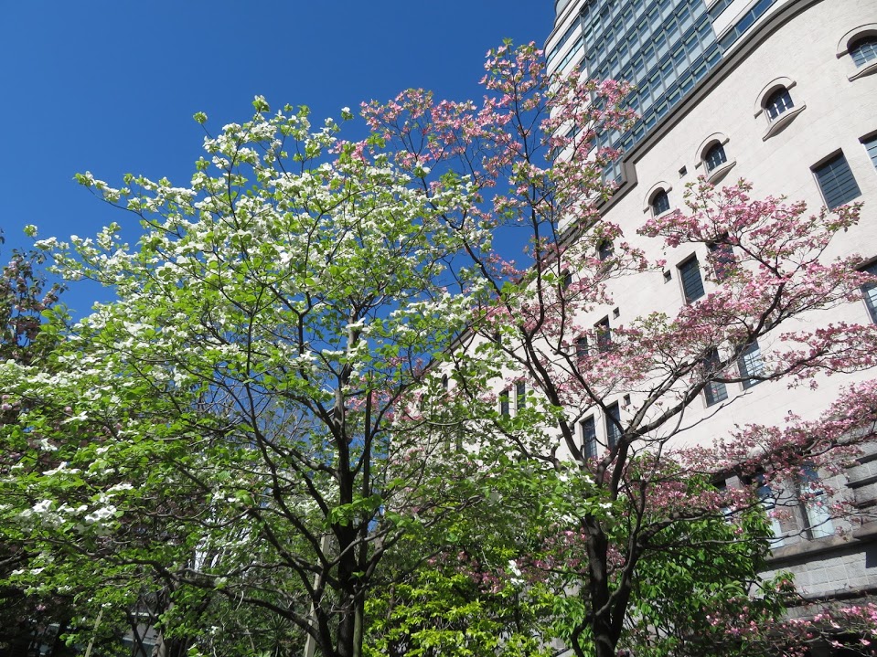  大花四照花盛開。