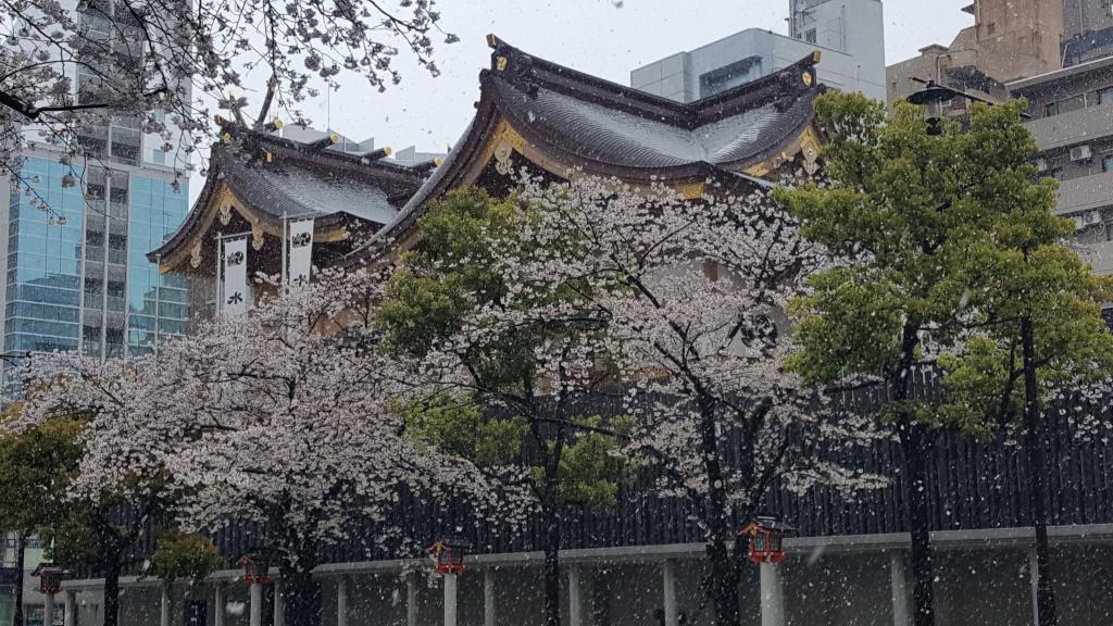  在中央區,意外地能欣賞到櫻花♪