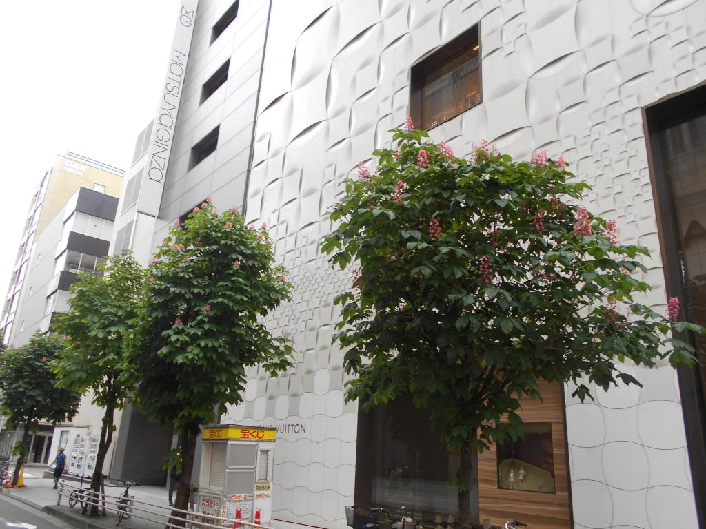 銀座松屋北側的街道上也開得很漂亮的銀座Malonye大道5月中旬西洋金針菇的花盛開