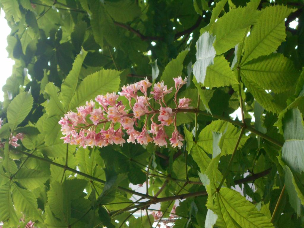 花的形狀是圓錐形花序形粉紅色的花銀座Malonye大道5月中旬西洋金針菇的花盛開