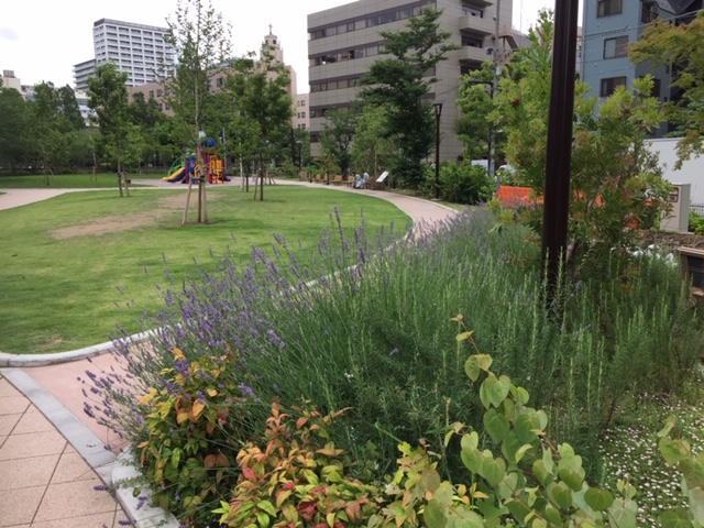 公園的樂趣築地川公園的薰衣草