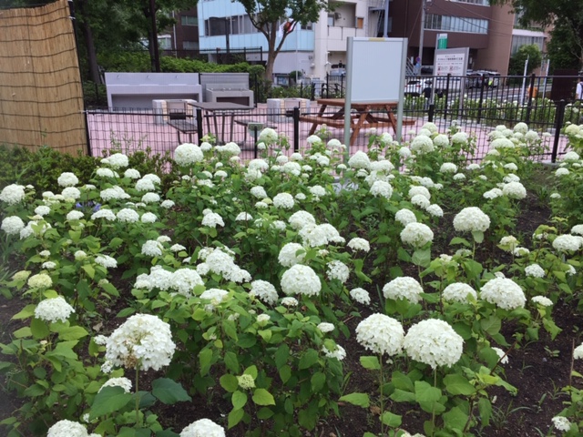 日野營場築地川公園的薰衣草