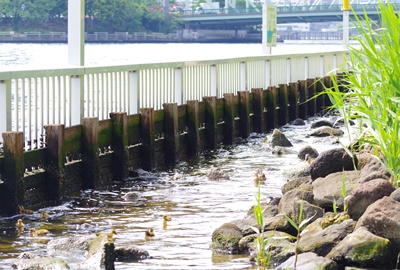  斑嘴鴨父子來到石川島公園!