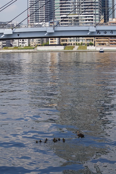  斑嘴鴨父子來到石川島公園!