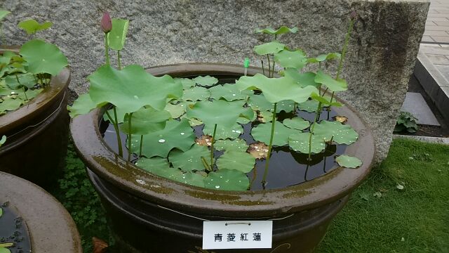 院內的蓮花是花期築地本願寺7月參拜紀念蓮花盛開的季節