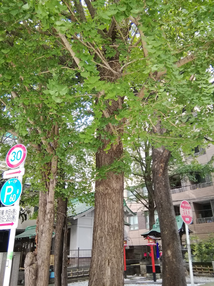 從御由來人形町站可以去的安靜氛圍的神社18
　～銀杏八幡宮～