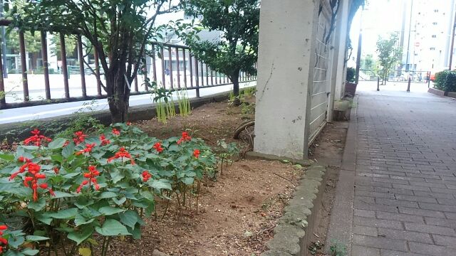 也許是戰勝曼殊沙華一串紅的激烈程度吧,在濱町盛開的彼岸花