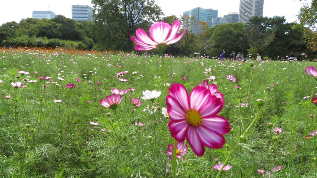 濱離宮恩賜公園從秋天的花畑浜離宮恩賜庭園到淺草乘坐【水上巴士】的小旅行