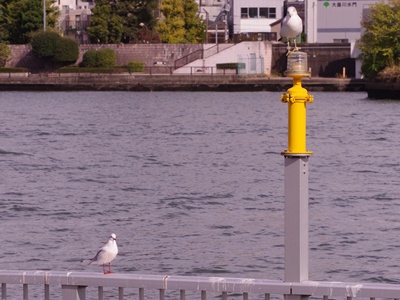  秋天的石川島公園鳥散步