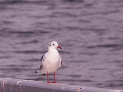  秋天的石川島公園鳥散步