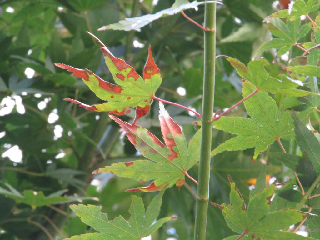  只有今年秋天才有!中央區內紅葉、黃葉快照