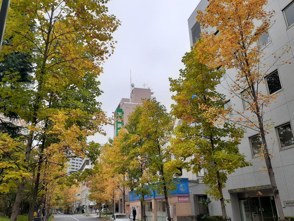  只有今年秋天才有!中央區內紅葉、黃葉快照