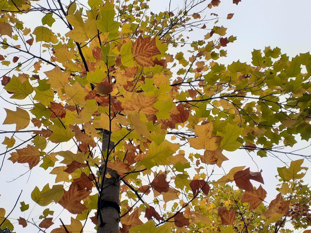  只有今年秋天才有!中央區內紅葉、黃葉快照