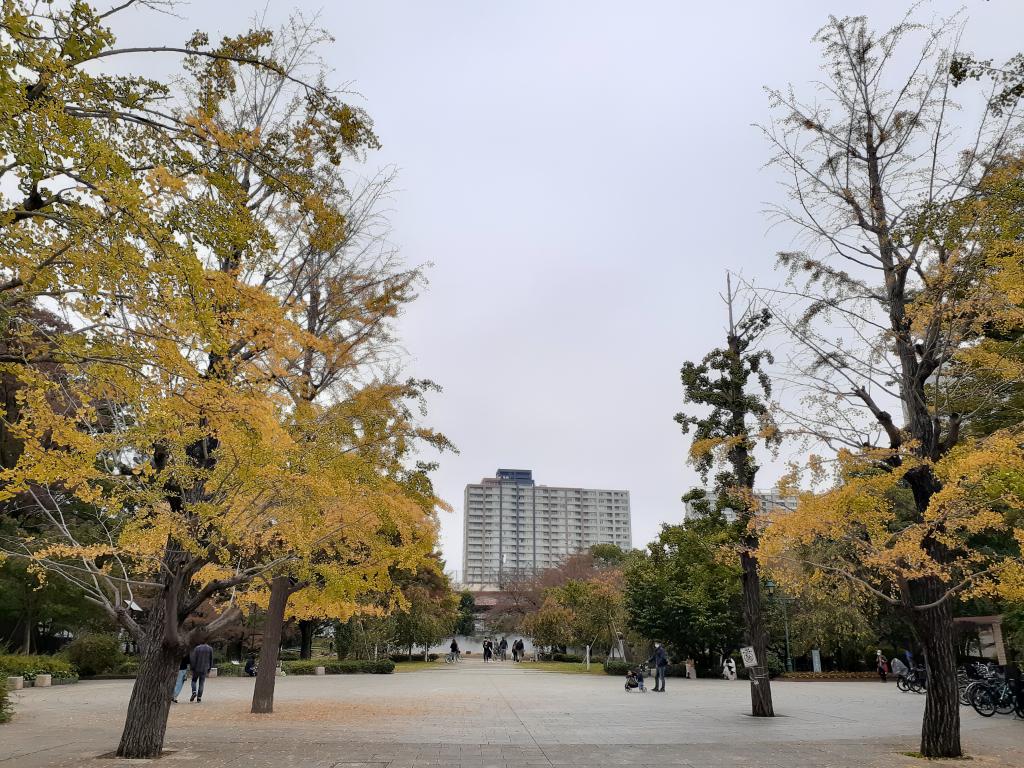  只有今年秋天才有!中央區內紅葉、黃葉快照