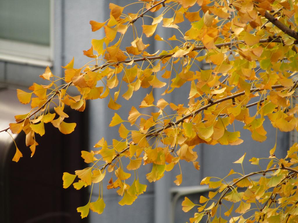  只有今年秋天才有!中央區內紅葉、黃葉快照