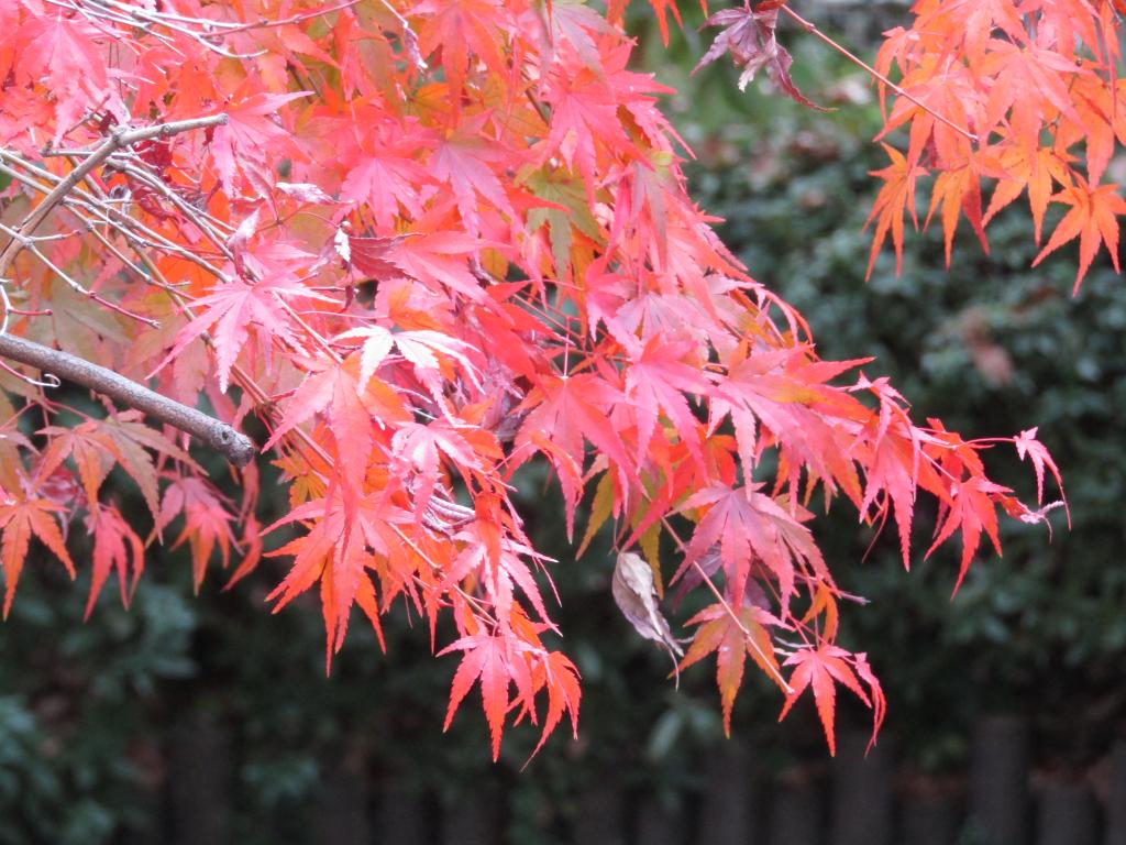  只有今年秋天才有!中央區內紅葉、黃葉快照