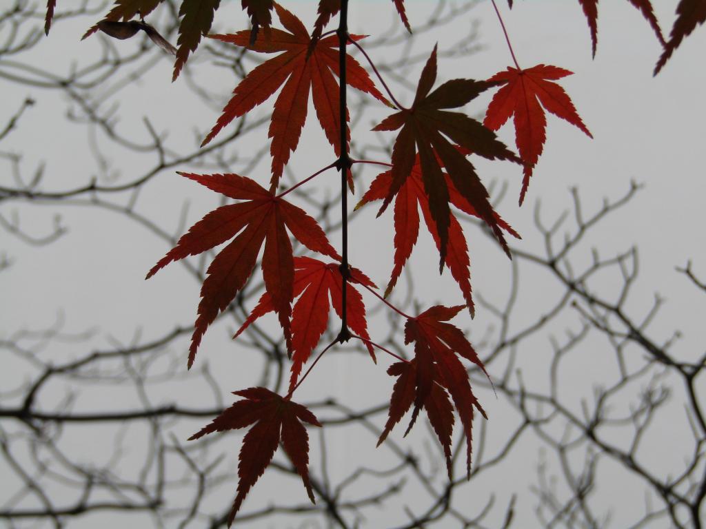  只有今年秋天才有!中央區內紅葉、黃葉快照