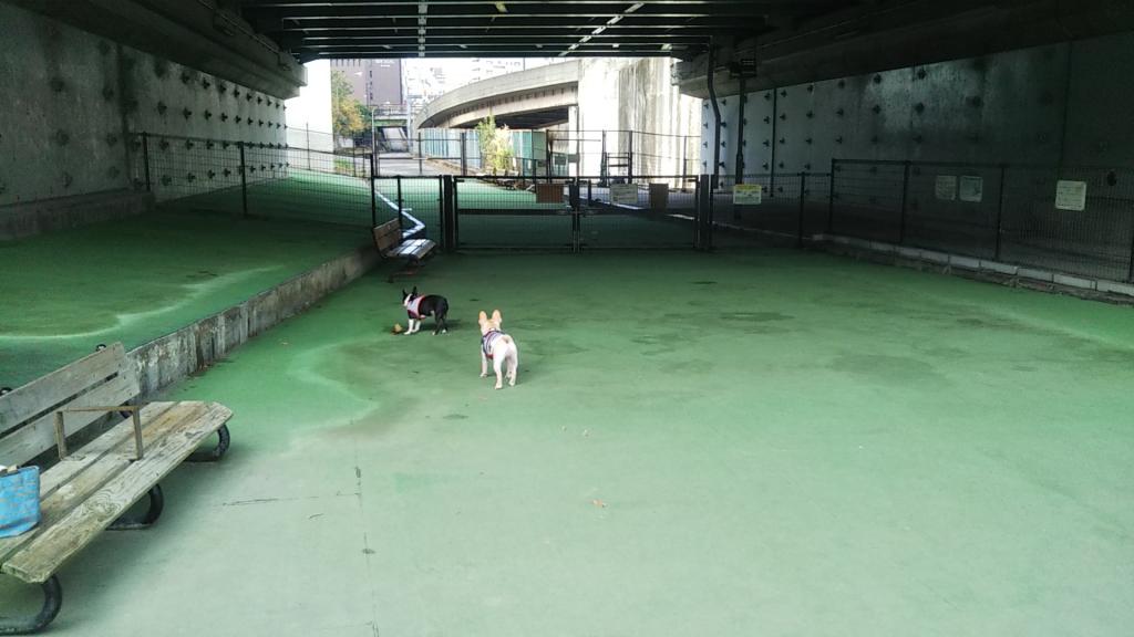  在築地川公園汪汪廣場與愛犬安靜的年末年初