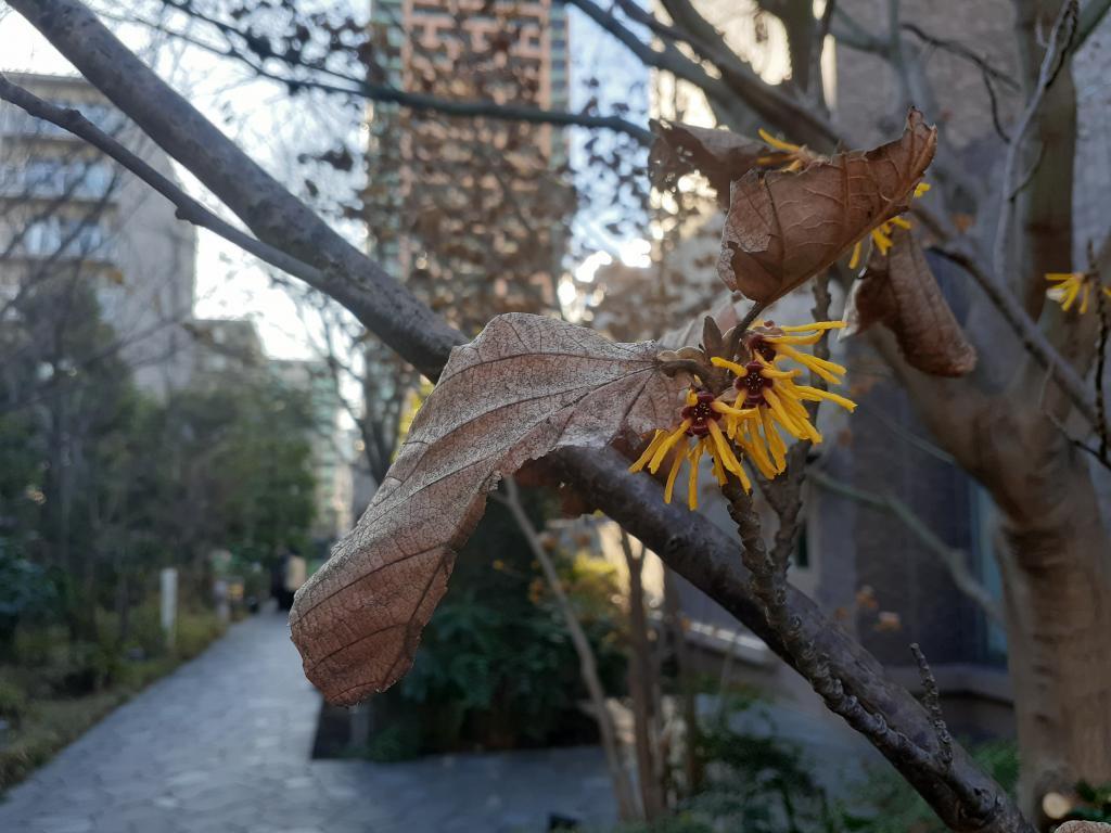  圍繞誕生花的中央區～11月・12月・1月番外篇