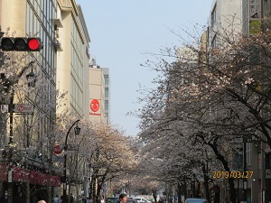 日本橋櫻花路日本橋的櫻花盛開嗎?