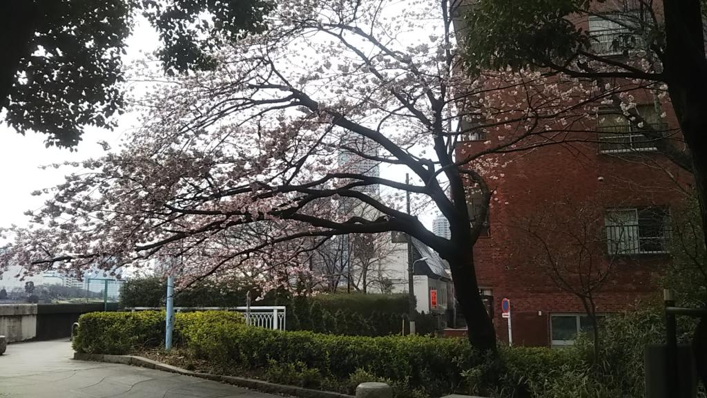 永代橋邊的大寒櫻新川公園的櫻花染井吉野離盛開還有一段時間?