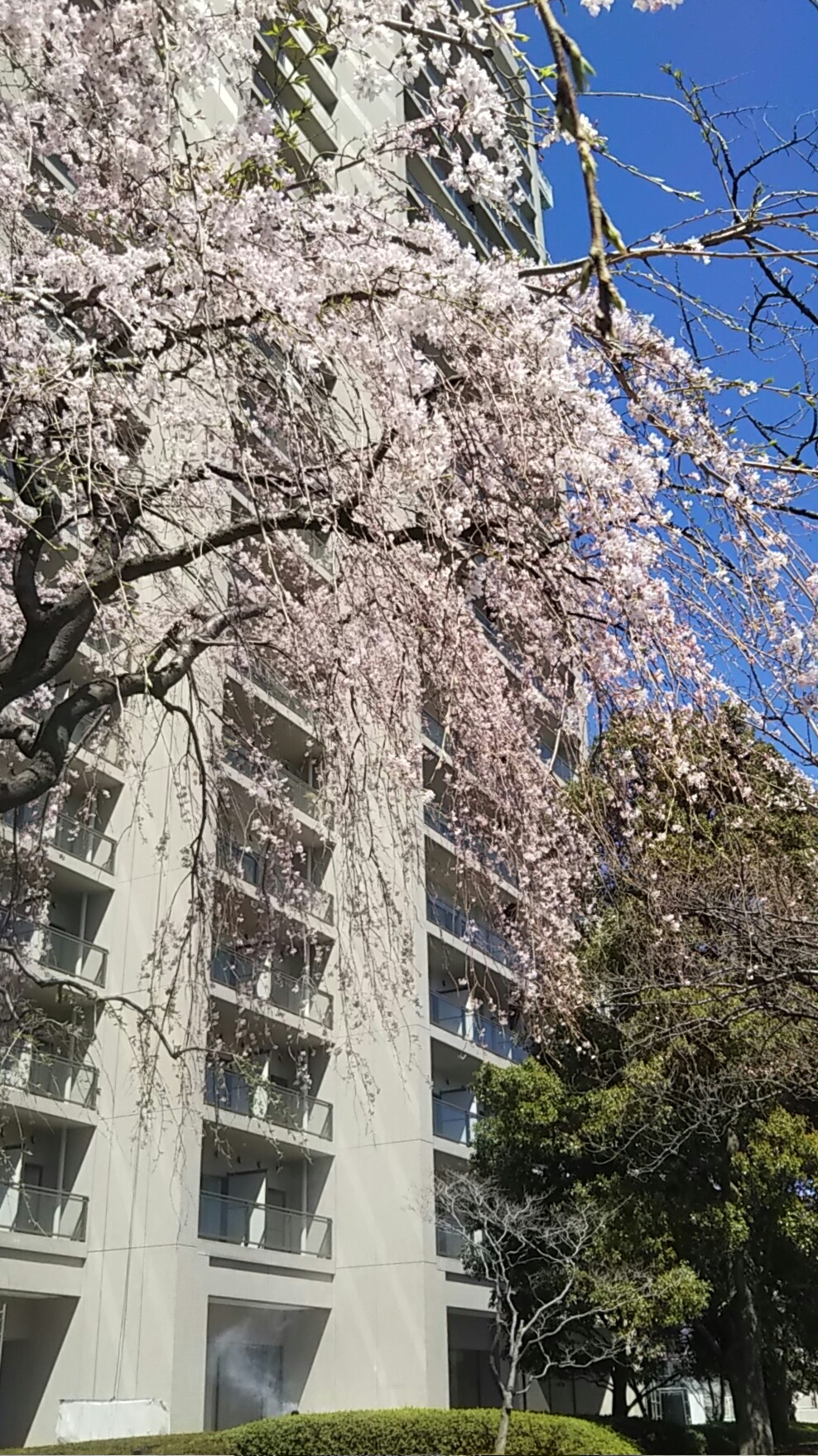 垂枝櫻? 新川公園的櫻花染井吉野距離盛開還有一段時間?