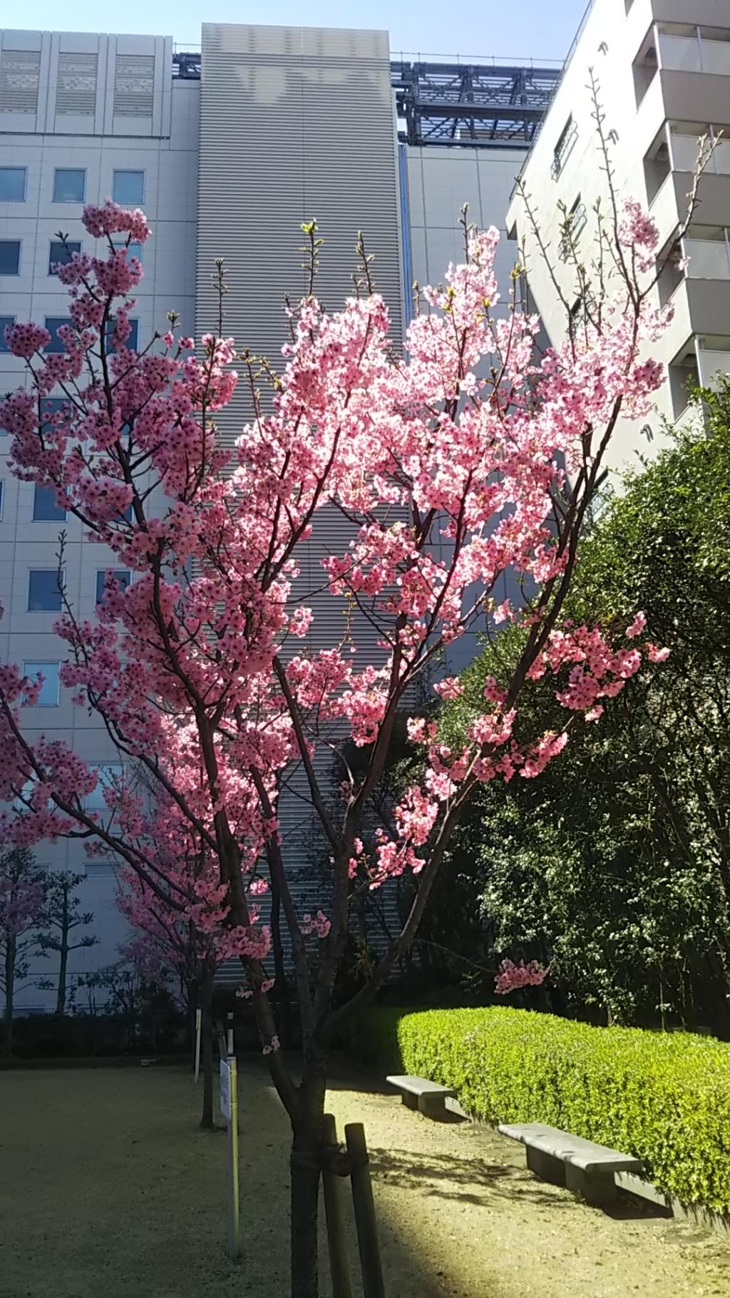 陽光櫻新川公園的櫻花染井吉野離盛開還有一段時間?