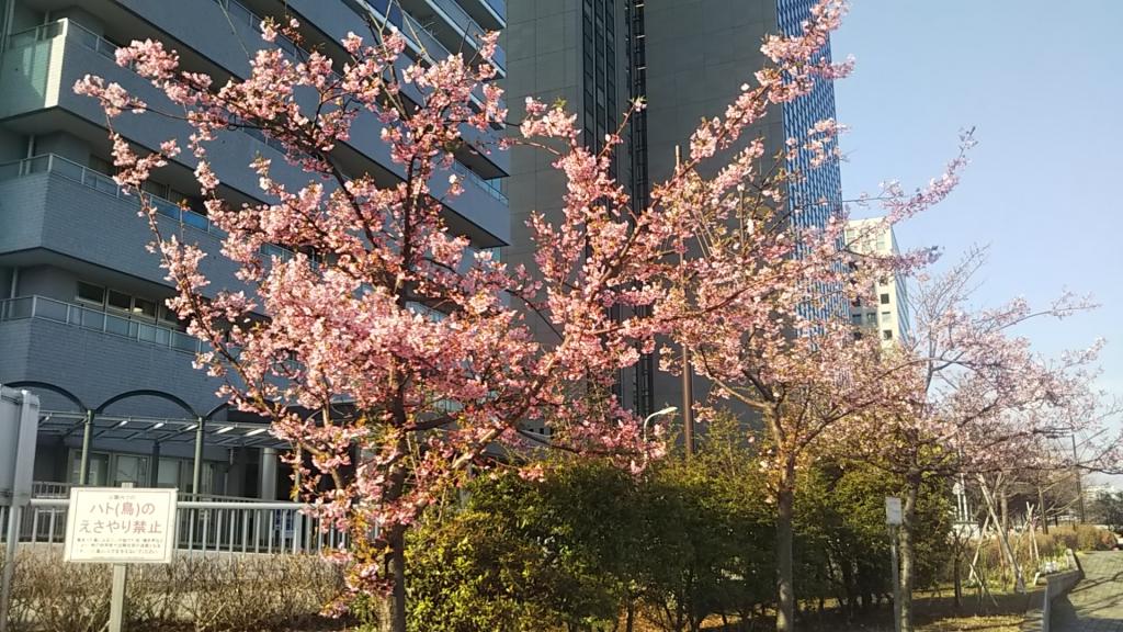 河津櫻新川公園的櫻花染井吉野距離盛開還有一段時間?