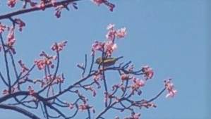  永代橋橋橋頭的大寒櫻開花