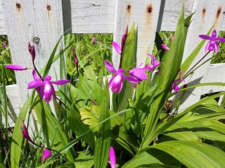  逍遙佃之花巡禮