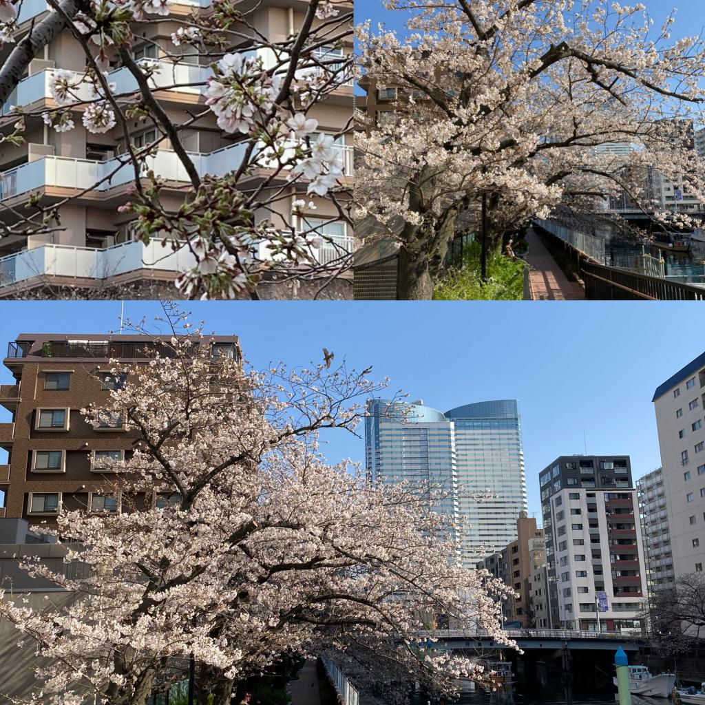 H：月島川綠的散步道(西側)櫻花最前線from晴海&月島