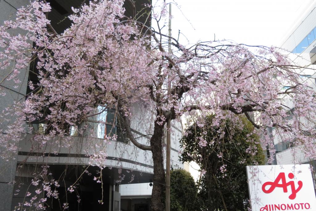 江戶・紅葉大道伊呂波栽種紅葉
 從彈正橋走過楓川遺跡的楓川,“紅葉”