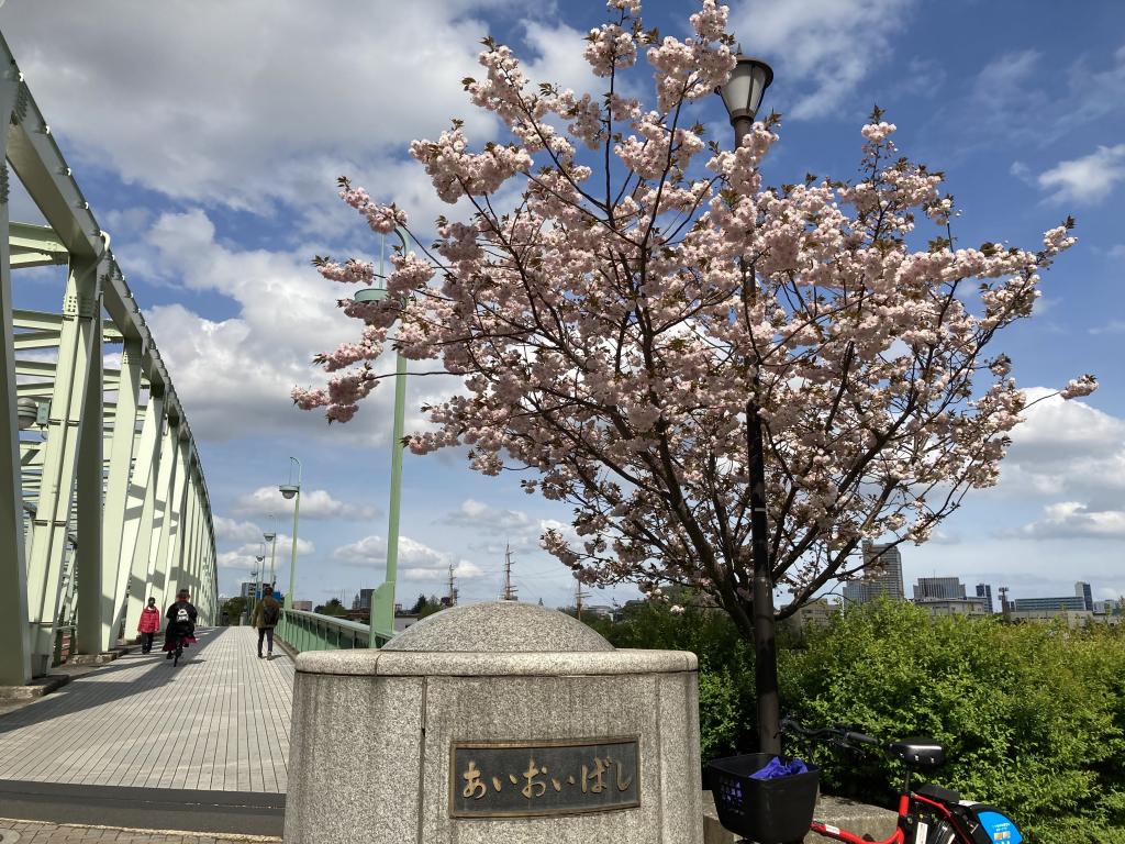 晚開八重櫻發現! 用一個字寫過佃月島地區的橋14座吧!