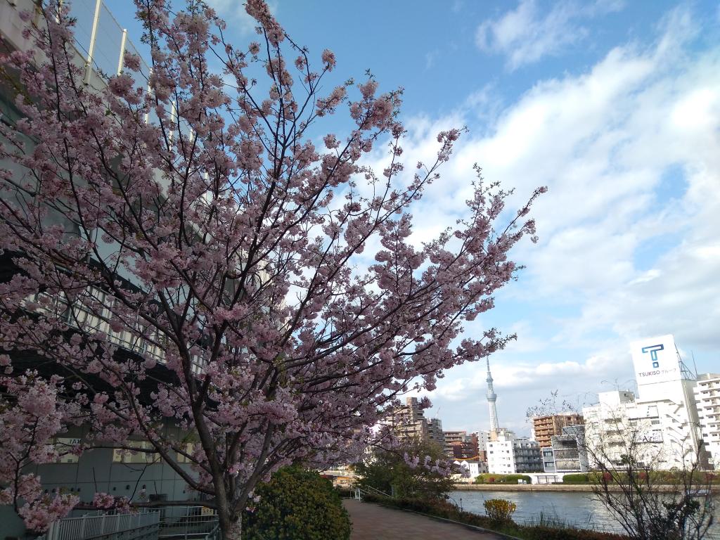 賞花還來得及! 賞花還來得及!