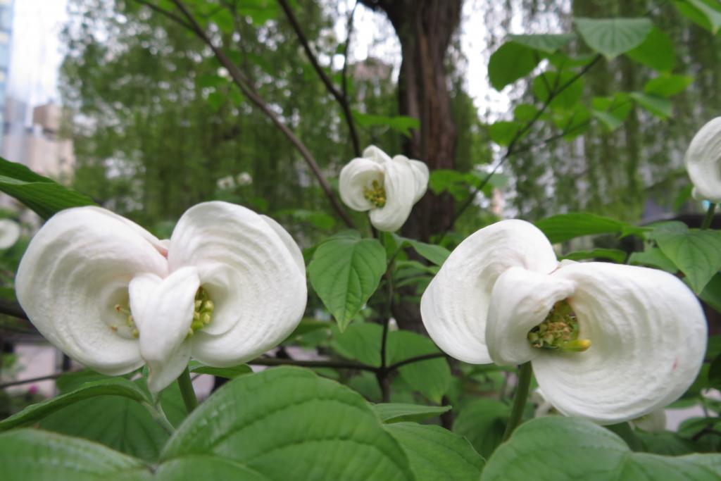 數寄屋橋公園美國山保齡球也在開花中,銀座的花很盛。