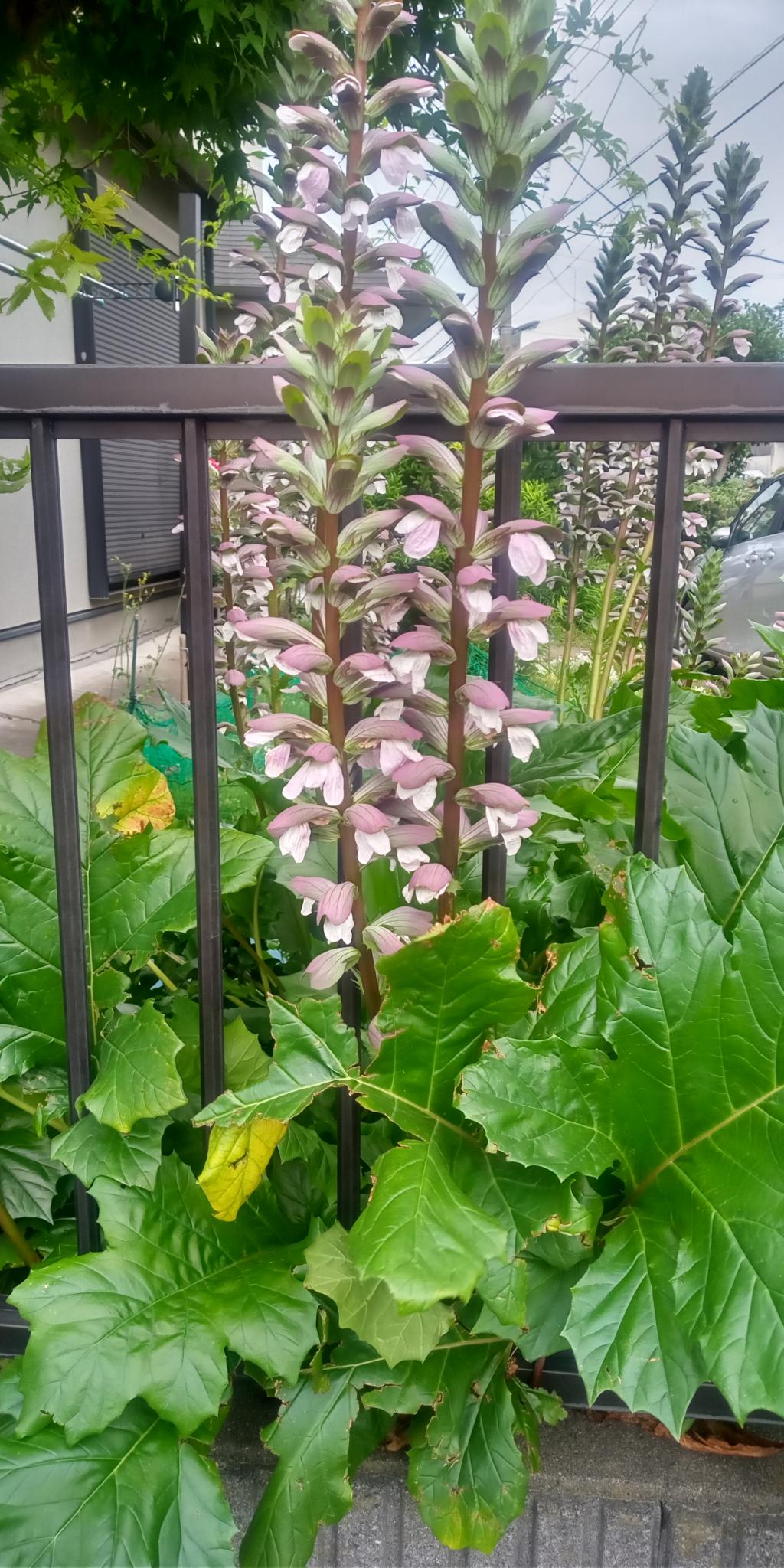 在日比谷公園也能看到繡球花植物“翻開裝飾~日本橋的建築·再發現~”