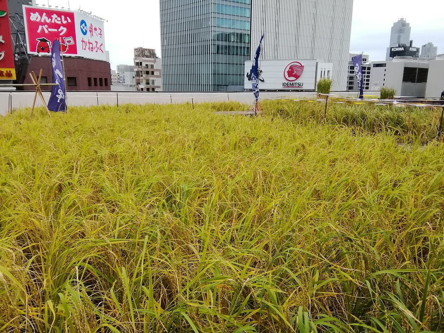  “在銀座製造的大米日本酒”
《白鶴翔雲純米大吟釀銀座天空農場白鶴錦》
　限定發售40部
　　　～白鶴酒造～