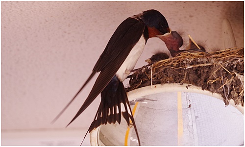  養野鳥很忙!～斑嘴鴨・普通翠鳥・燕子～