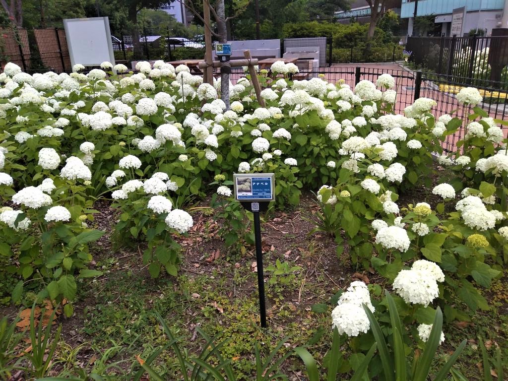 築地川公園的阿納貝爾築地川公園的阿納貝爾